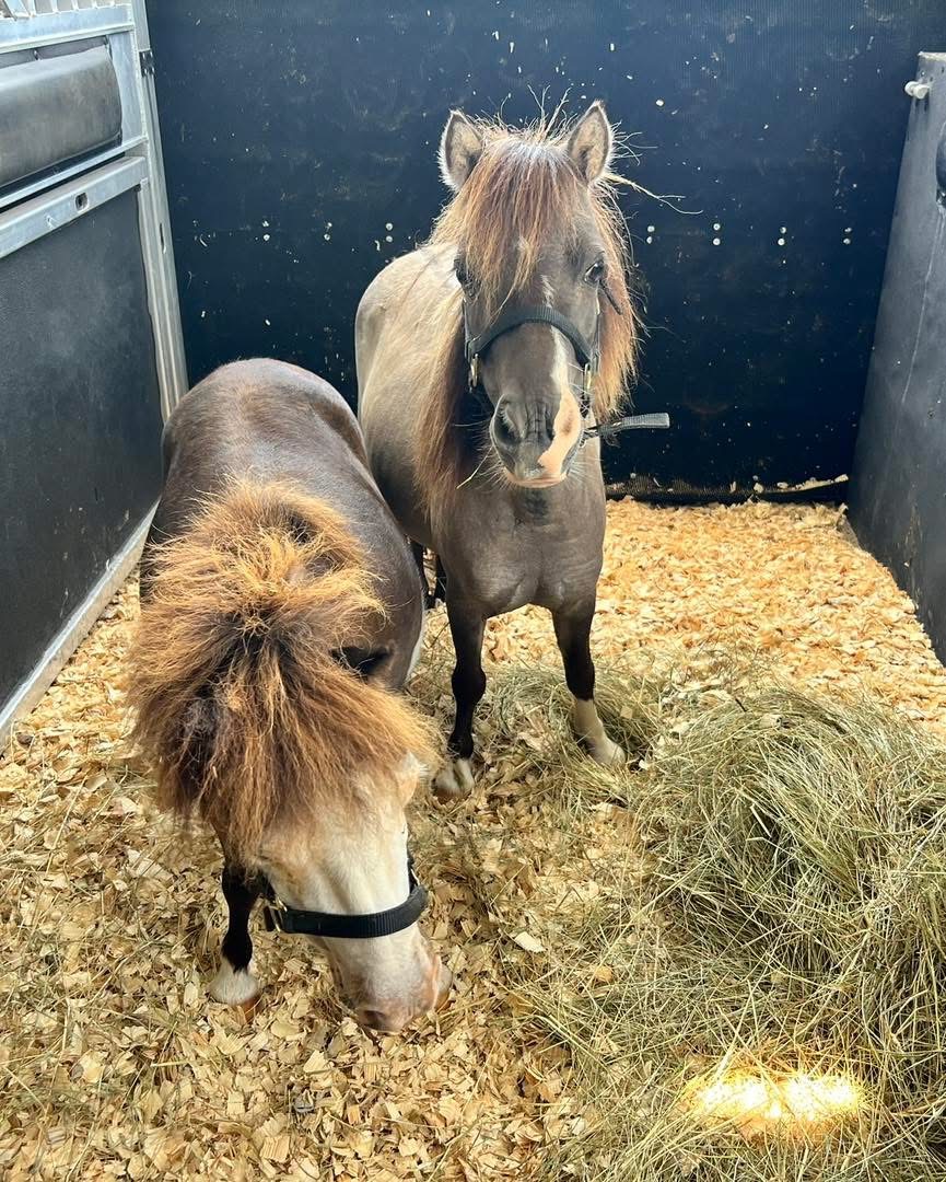 Horses inside trailer